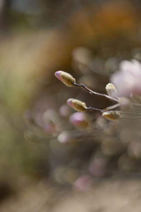 春の花たち