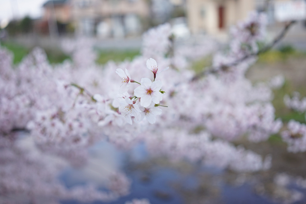 2015 桜