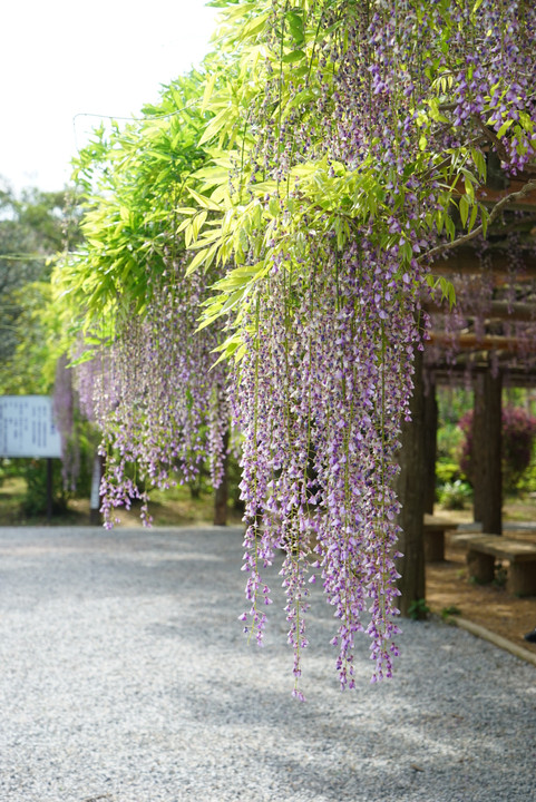 伝統の藤 その２