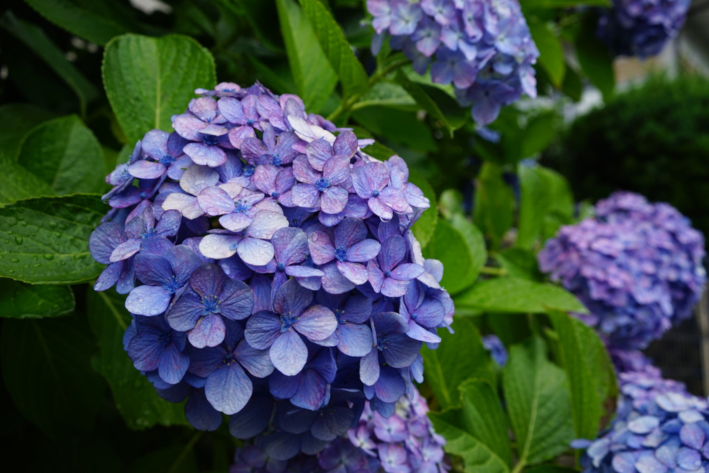 水も滴るいい紫陽花