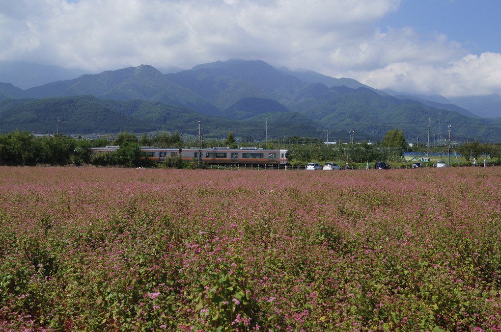 飯田線とそば畑