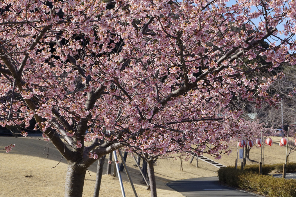 河津桜と梅