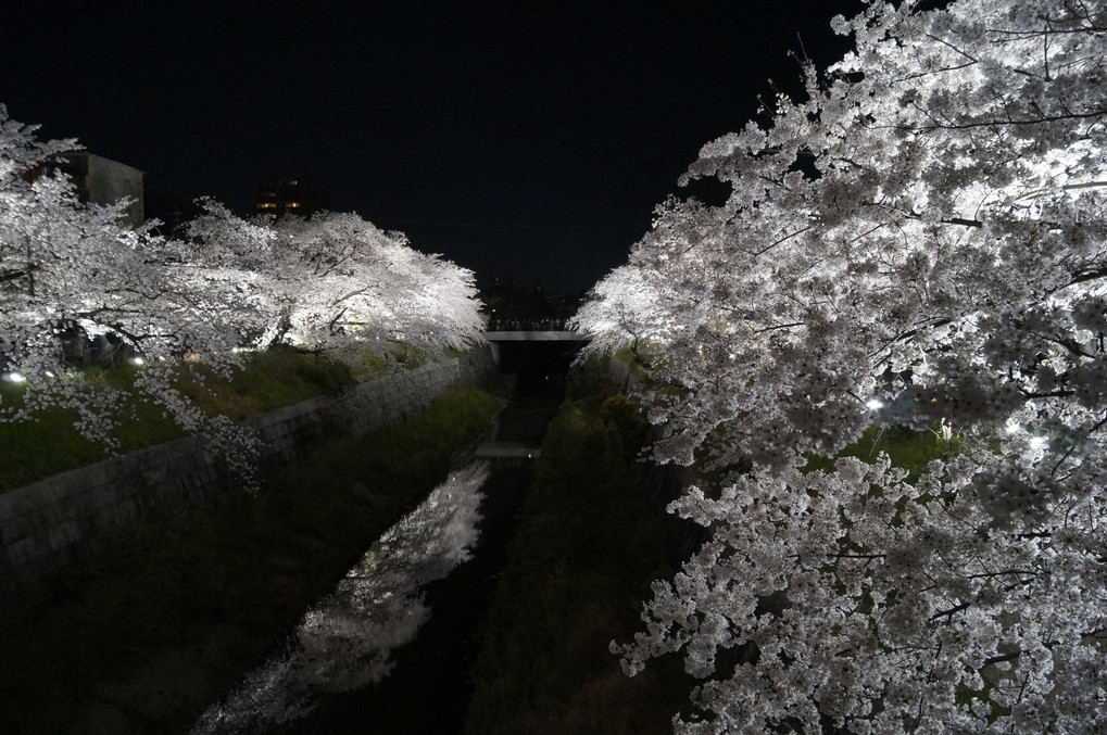 山崎川のライトアップ
