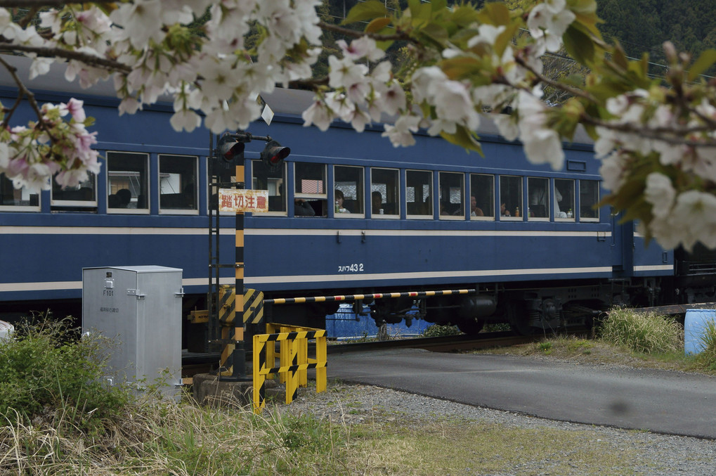 大井川鉄道の桜