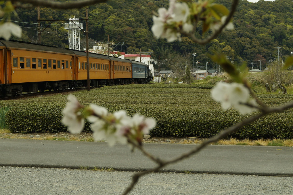 大井川鉄道の桜