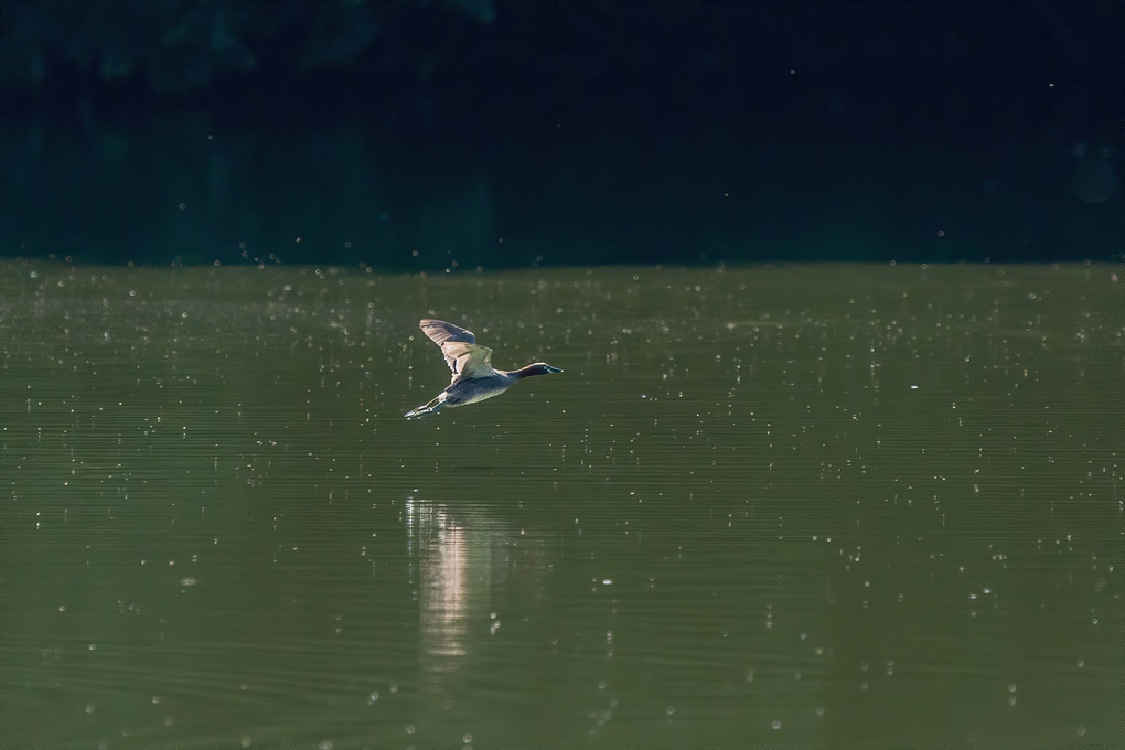 私だって　鳥よ