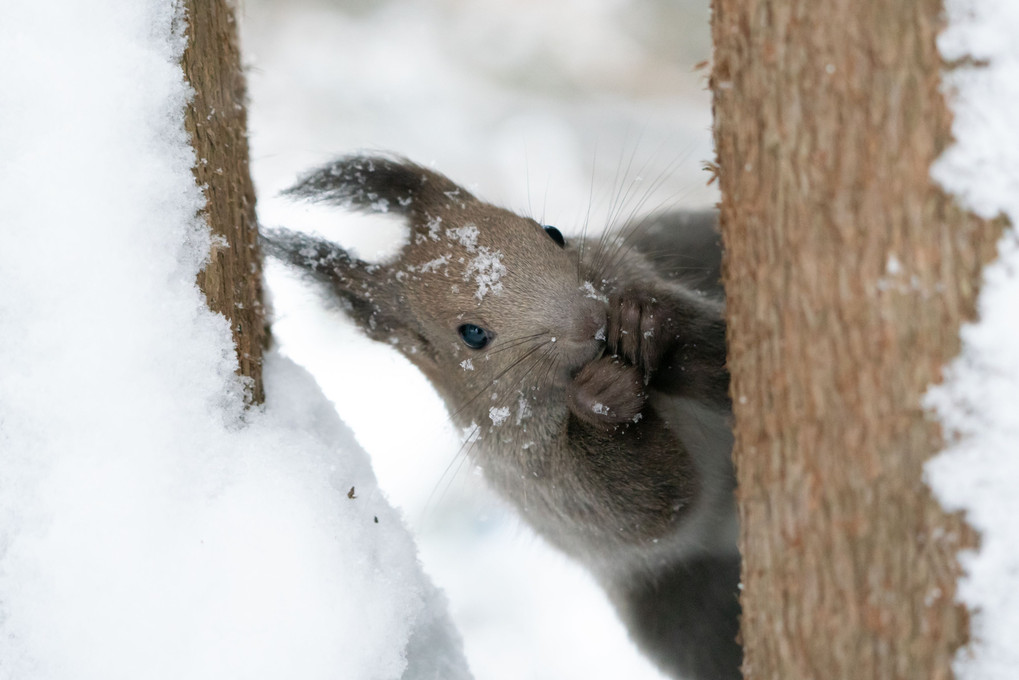 雪の中の朝活