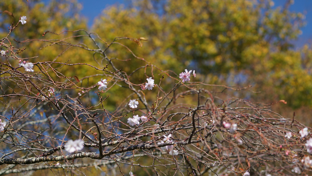 箱根の秋桜