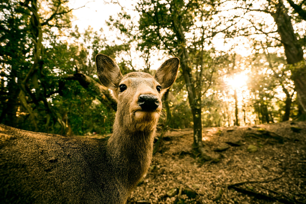 肖像 ～Portrait of deer～