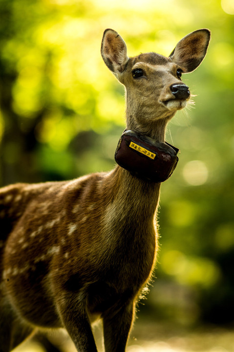 肖像 ～Portrait of deer～