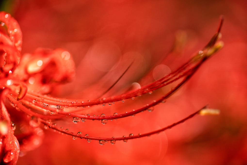 Red spider lily