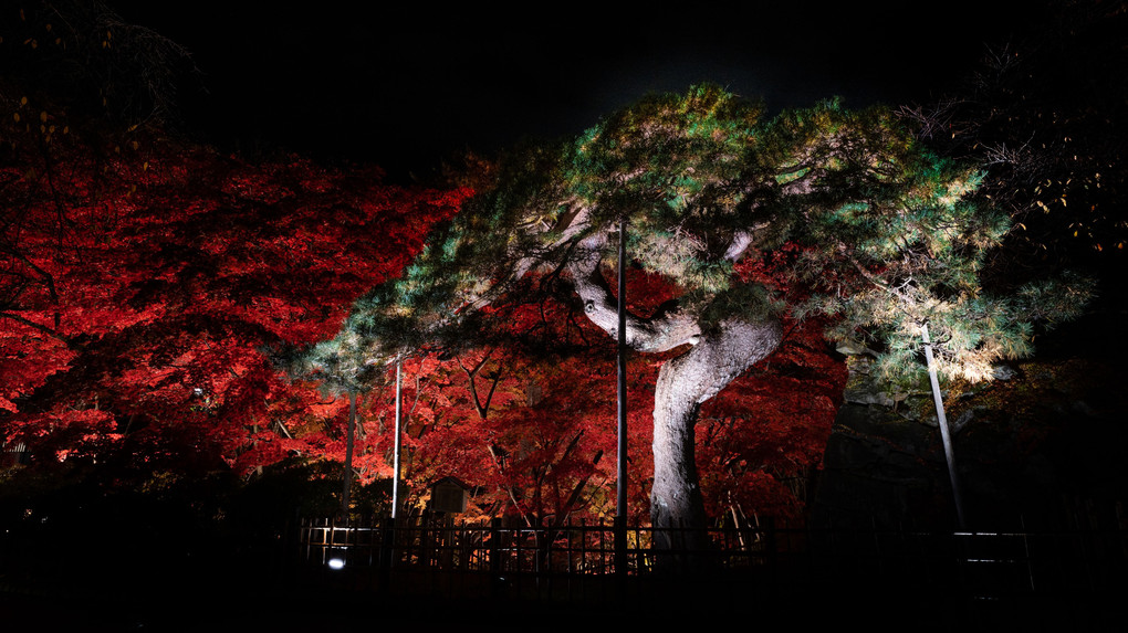 弘前公園の紅葉