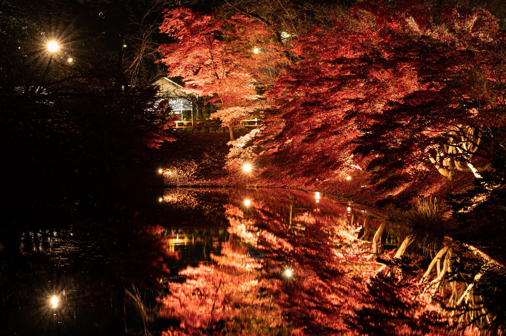 弘前公園の紅葉