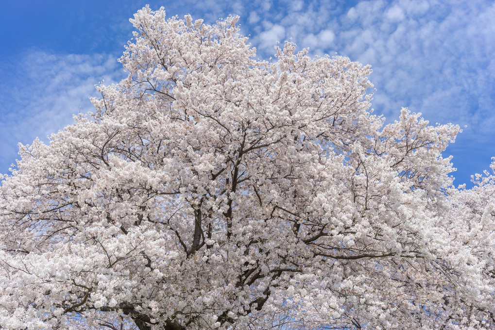 White sakura