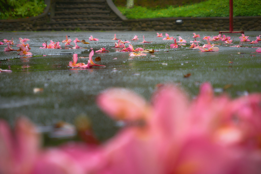 Healing Rain