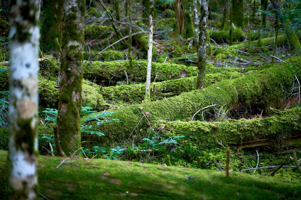 苔の棲む森
