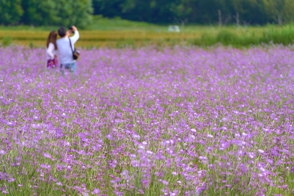 乱舞するViolet