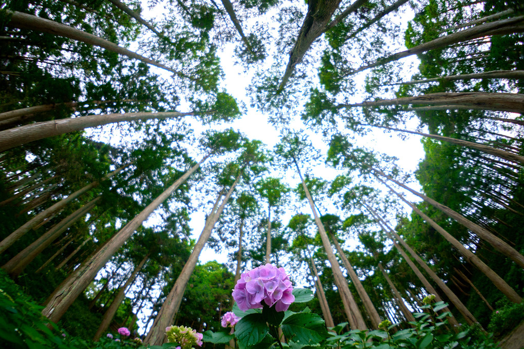 木霊