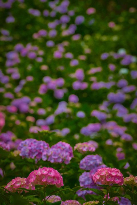紫陽花ストリーム