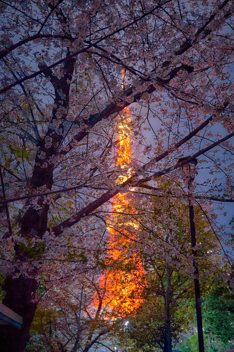 夜桜の下で