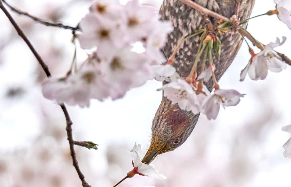 桜に夢中