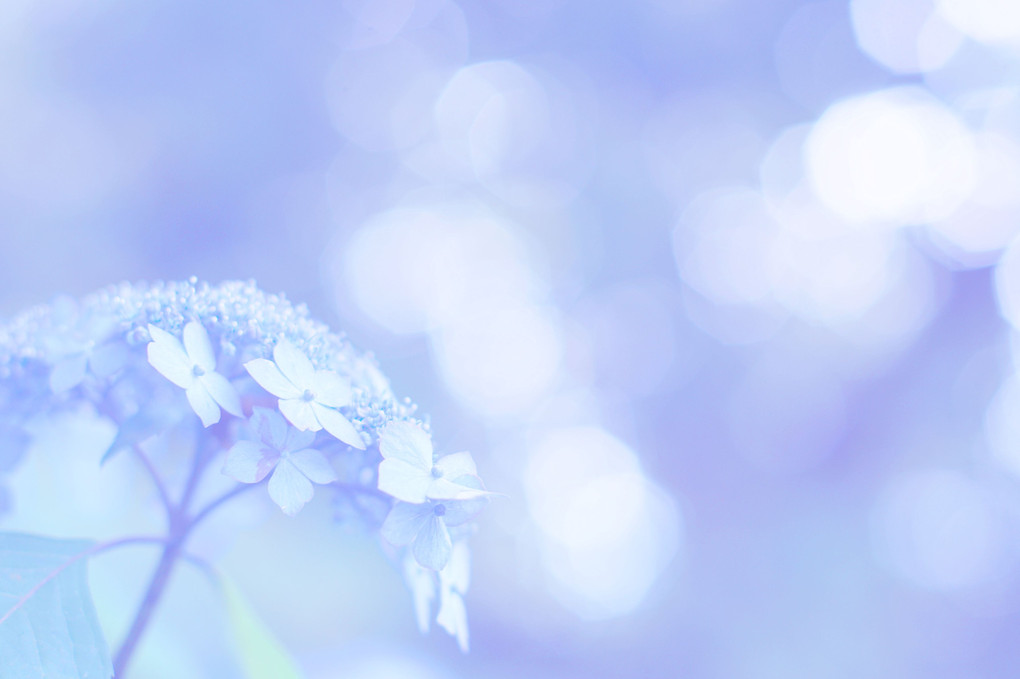 紫　陽　花