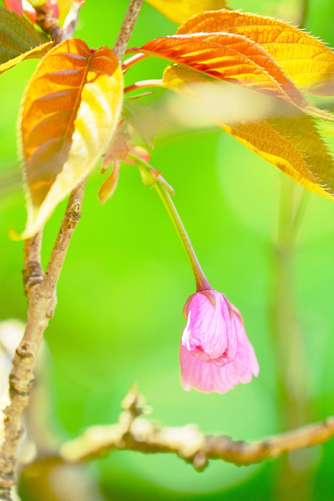 ツボミから満開まで（八重桜）