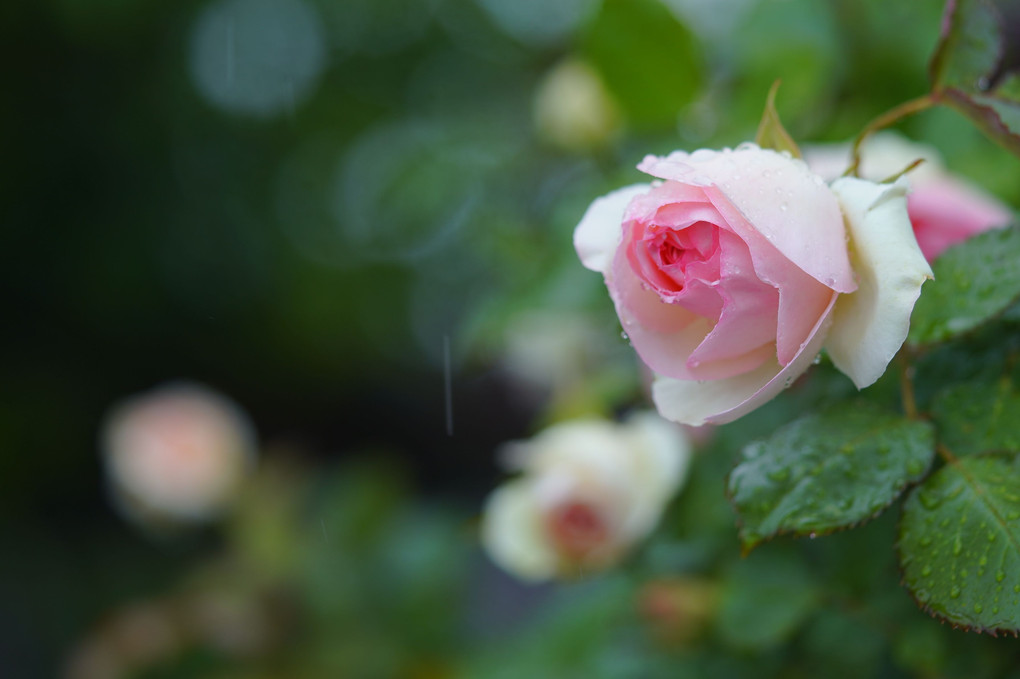 五月雨　薔薇