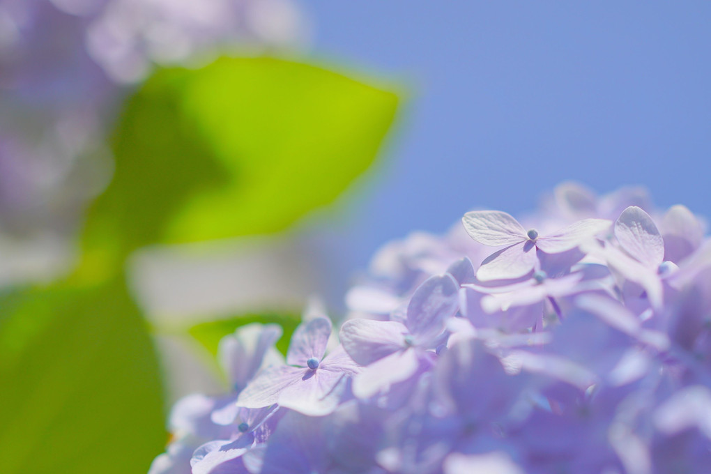 青空紫陽花