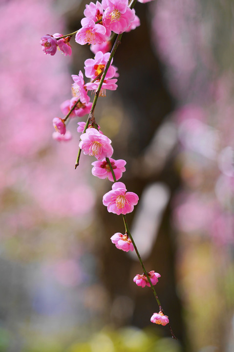 春告草満開に