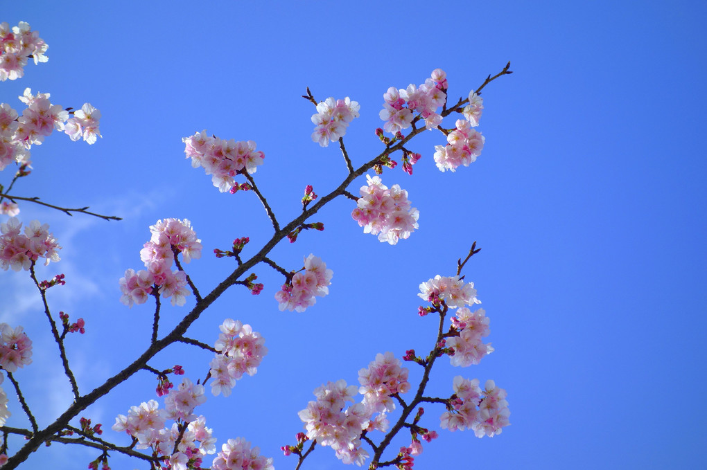 桜、行きます！