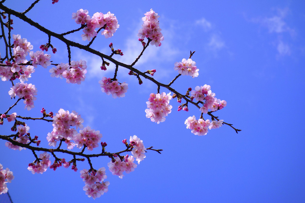 桜、行きます！