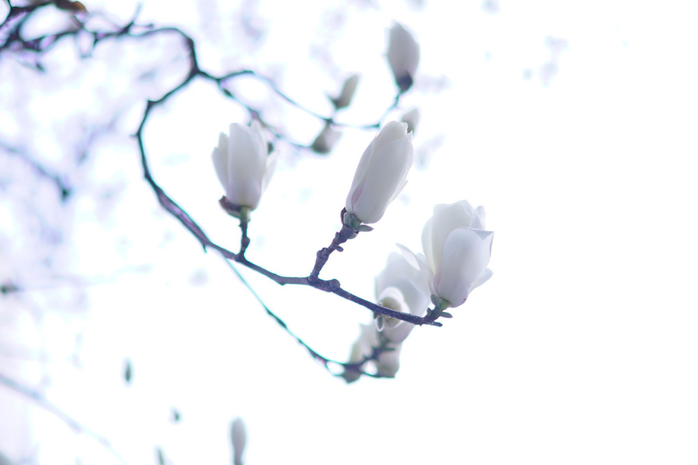 Yulan magnolia　空へ