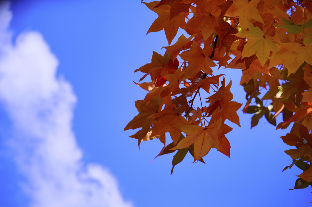モミジバフウと秋の空