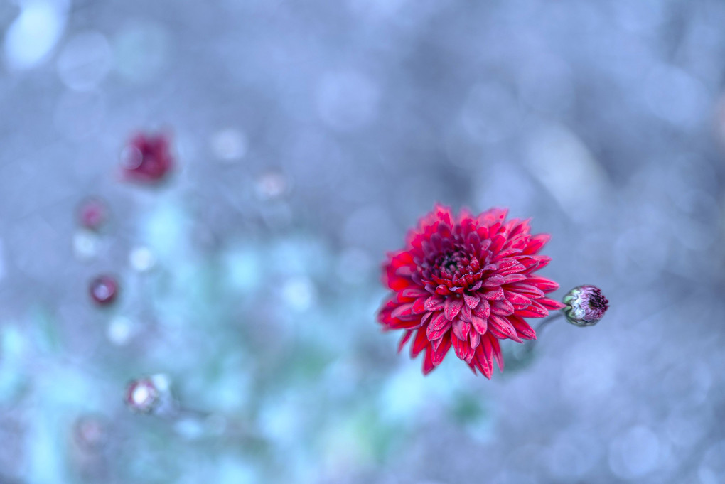 冬の小菊
