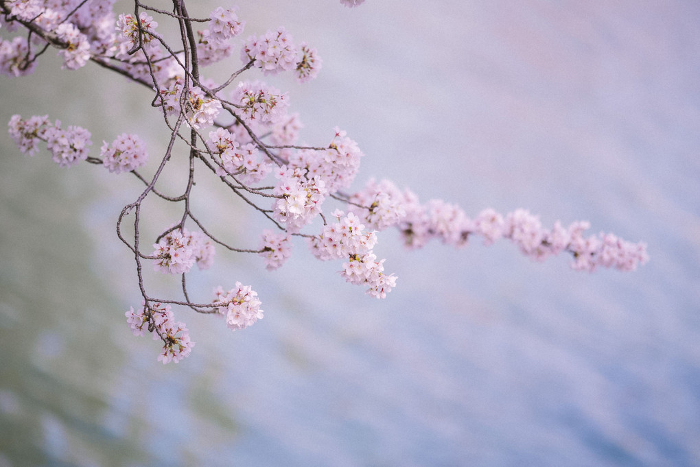 水面と桜