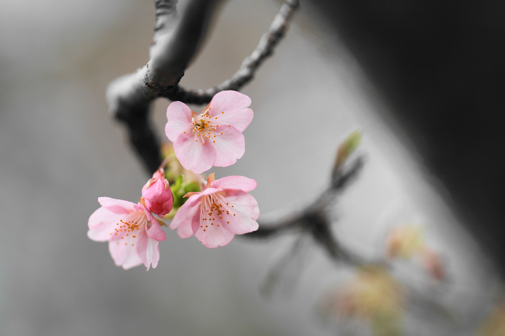 咲き始め河津桜