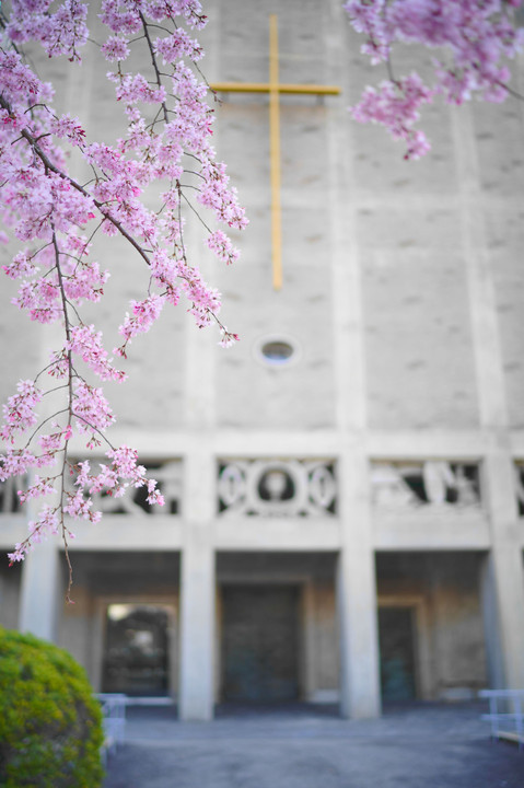 教会の枝垂れ桜