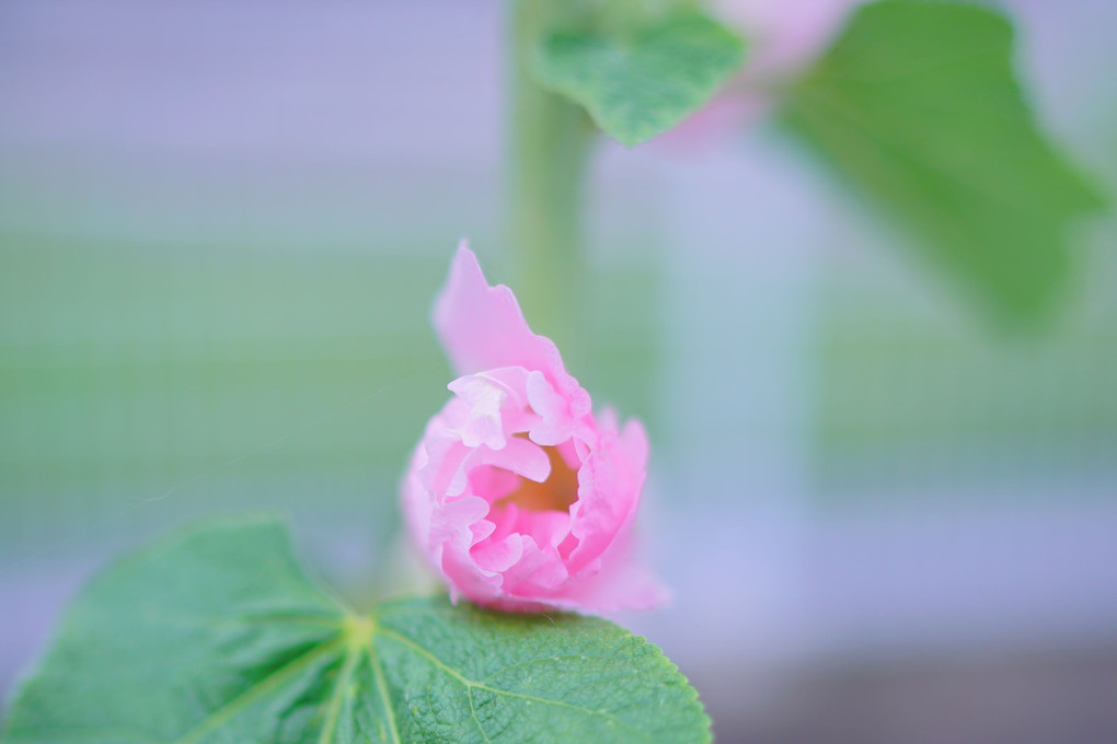 梅雨葵