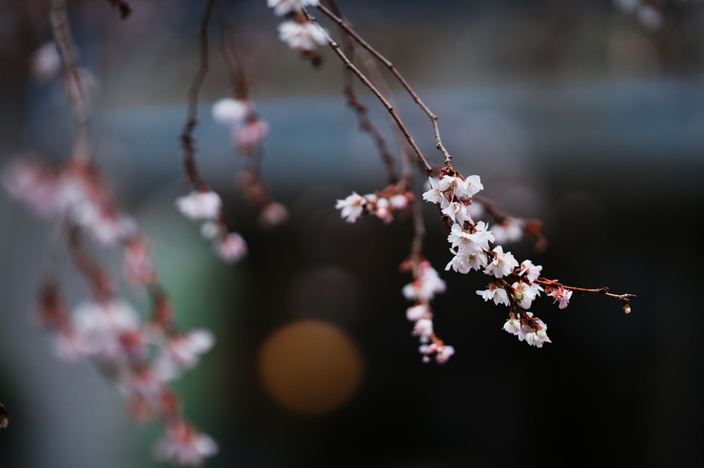 江戸彼岸桜が見える窓