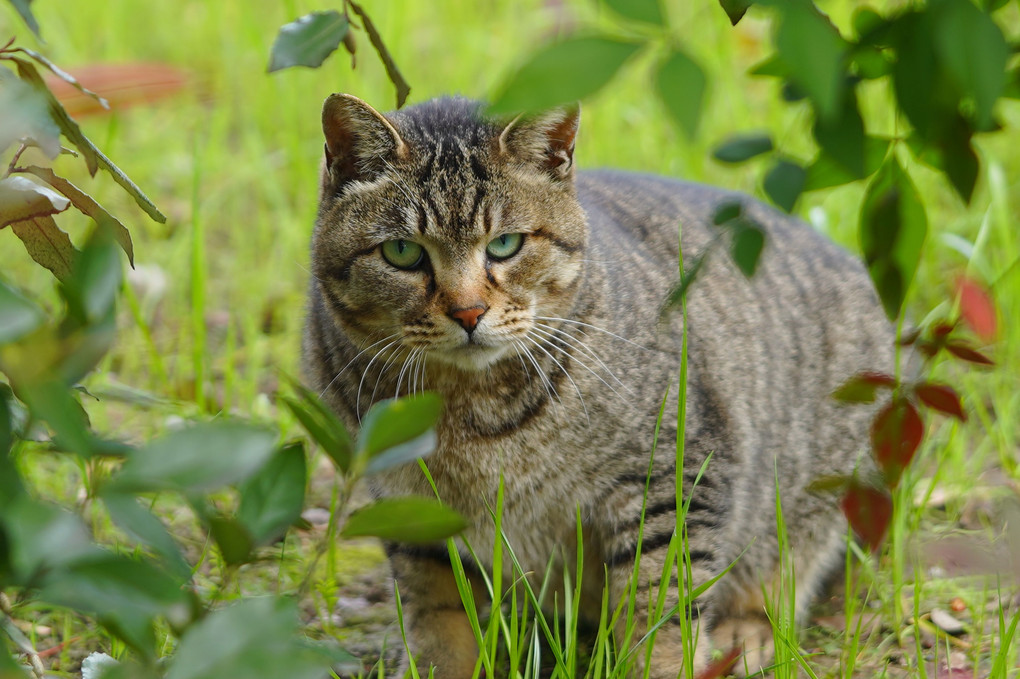 警戒  Green-eyed  cat