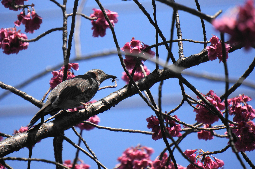 緋寒桜と鳥