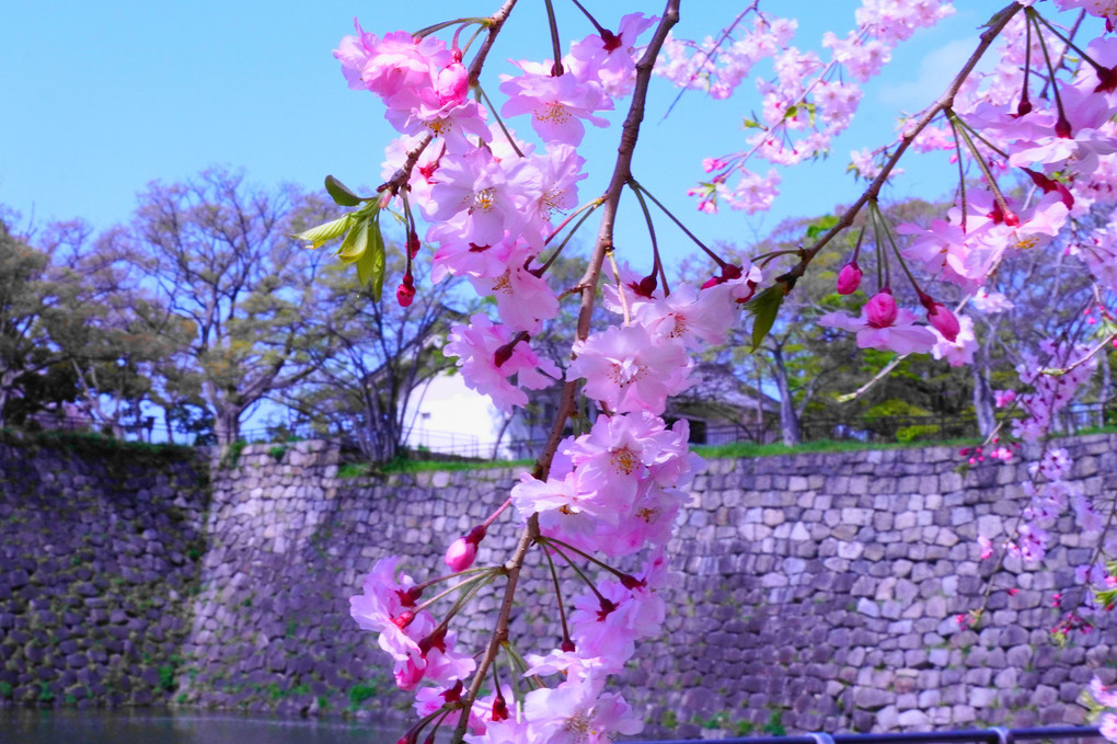 大阪城🌸桜
