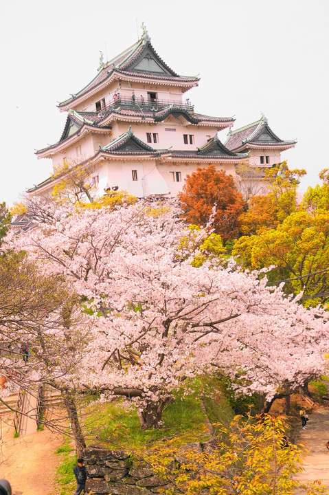 城と桜