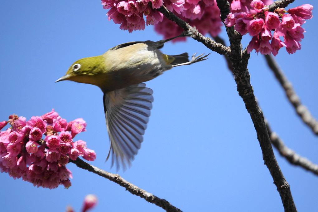 カンヒザクラと鳥