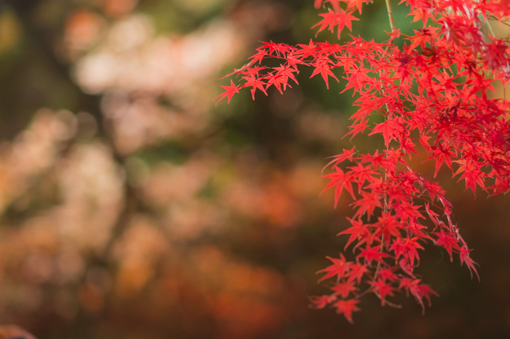 autumn leaves