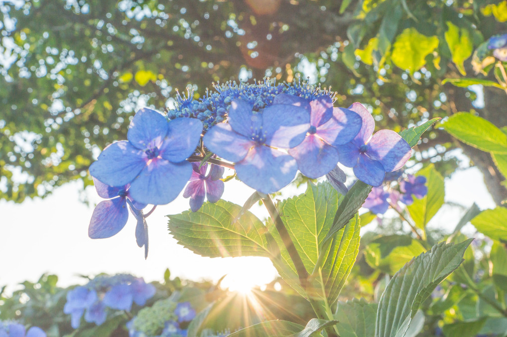 Hydrangea macrophylla