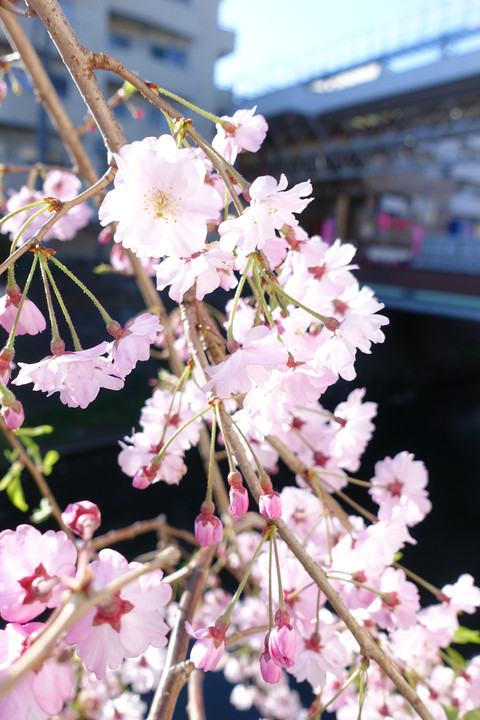 桜で撮影練習3