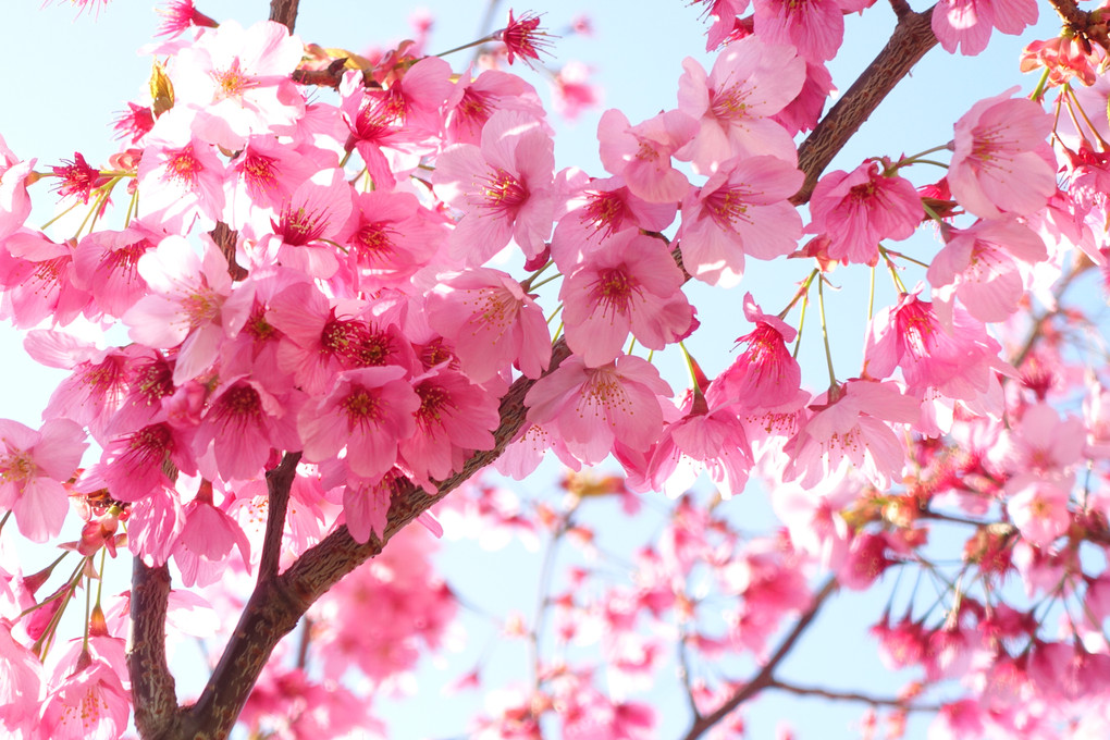 桜で撮影練習4