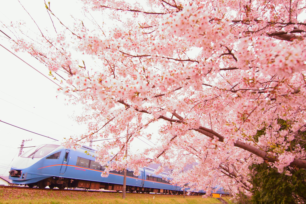 桜を見ながら箱根へ